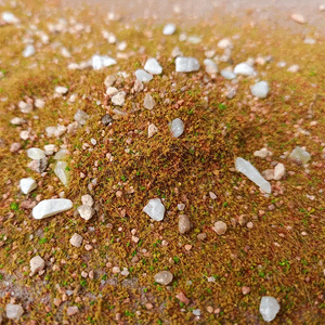 Bea Mini Terrain Basing Ground Powder 10 gram Bottle (Summer Grass and Rocks)