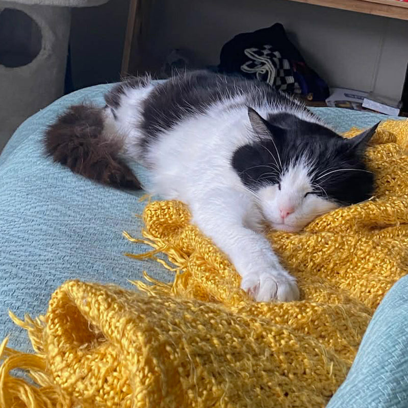 Norton - Sharp Edge Liquid Core Dice